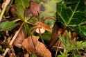 Pisaura_mirabilis_D5026_Z_90_Les Gris_Frankrijk